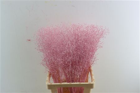 Talin Klbh Light Pink