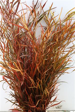 Grevillea De Luxe P Bunch