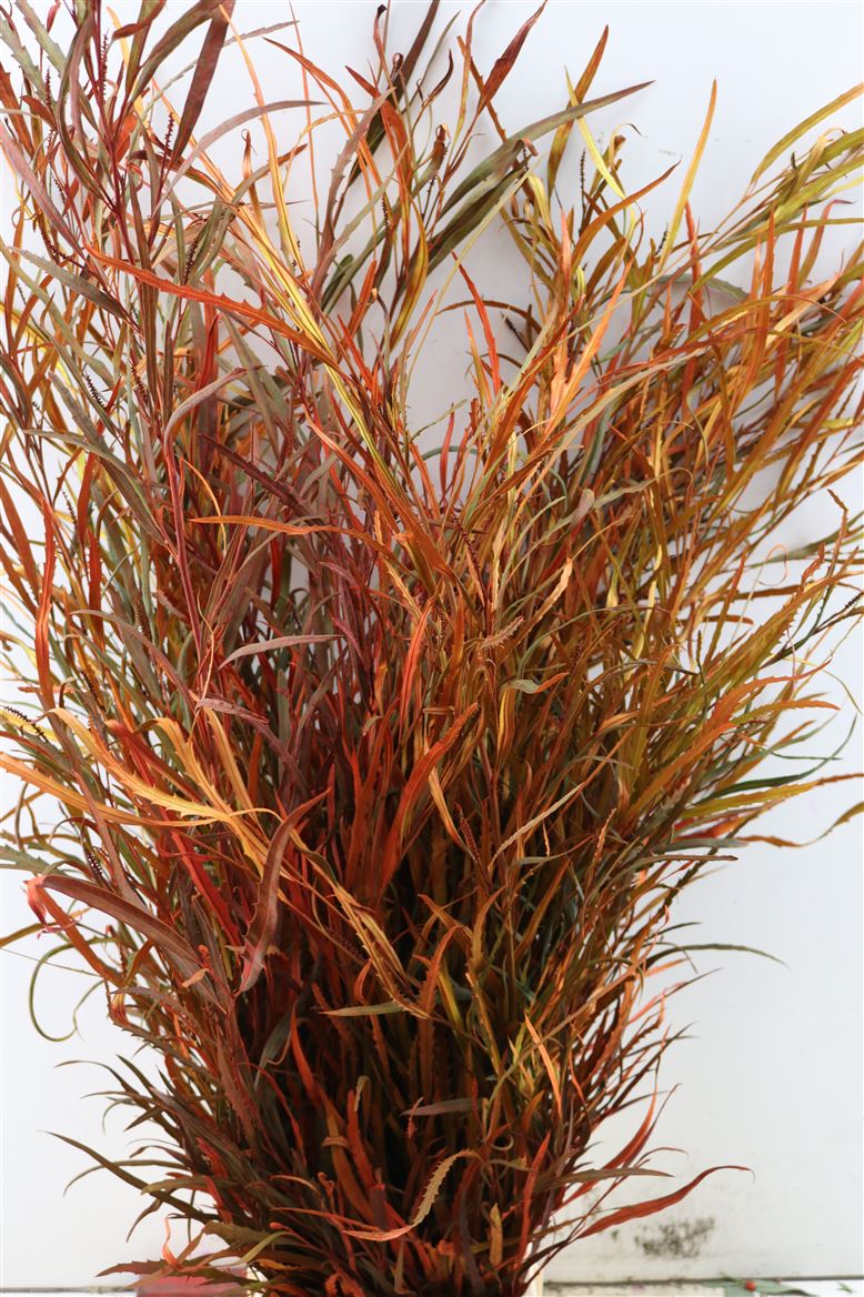 Decorative Greens Painted 80cm 200gram