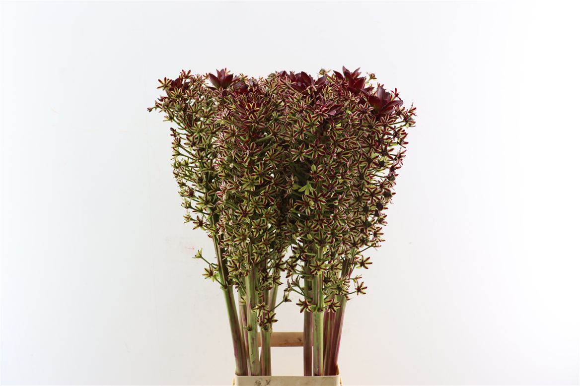 Ov Colrbehandeld 120cm