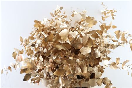 Euca Cinerea Klbh Antique Gold 100cm