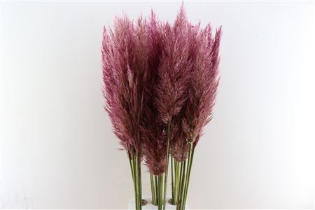 Cortaderia Opgetrokken Cerise Stem