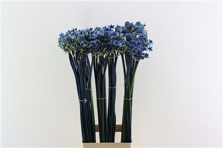 Ornit Saundersiae Blue Opgetrokken