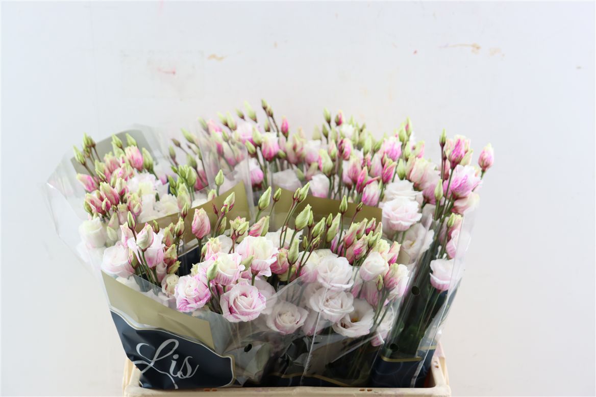 Lisianthus Double Painted 70cm