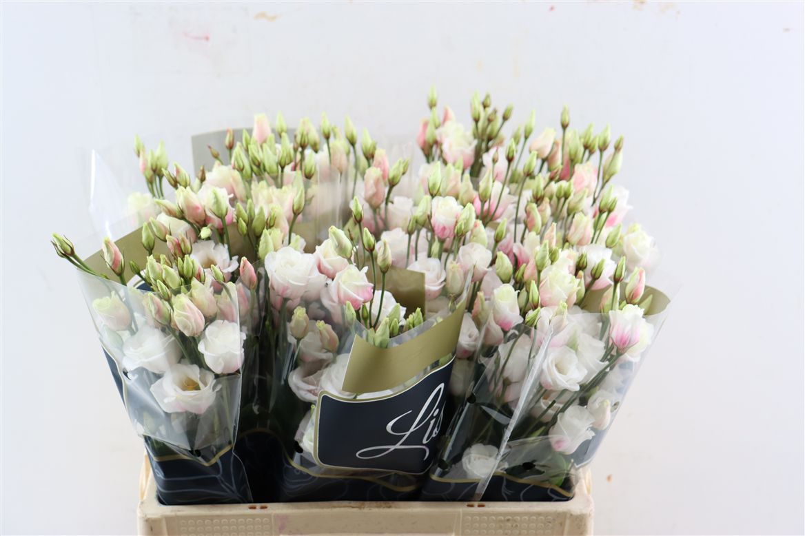 Lisianthus Double Painted 70cm