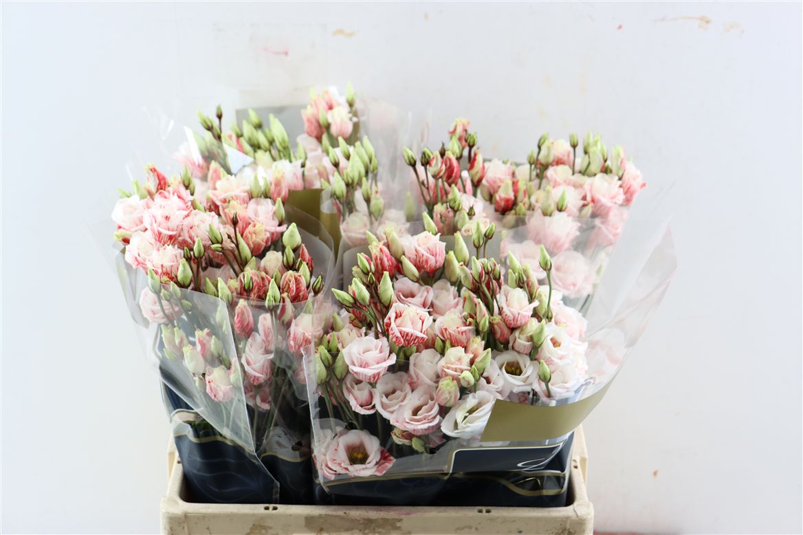 Lisianthus Double Painted 70cm