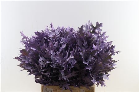 Quercus Palustris Frosted Milka