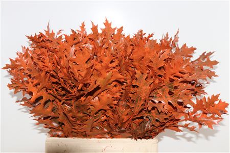 Quercus Palustris Frosted Orange
