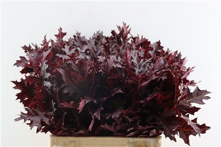 Quercus Palustris Red
