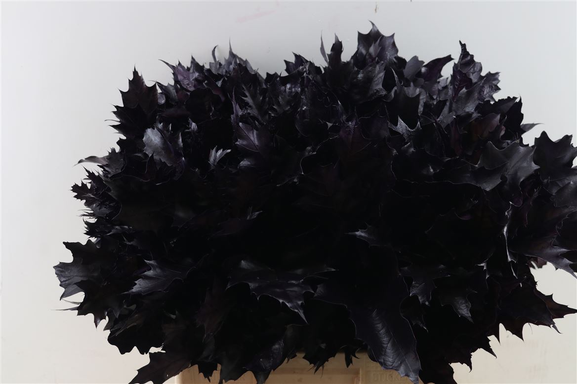 Quercus Rubra Ptd 60cm