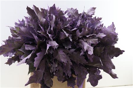Quercus Rubra Frosted Milka