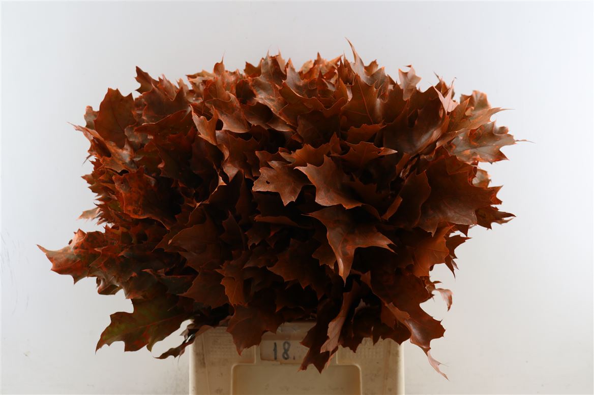 Quercus Rubra Ptd 60cm