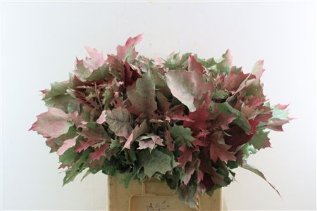 Quercus Rubra Frosted Watermelon Spray