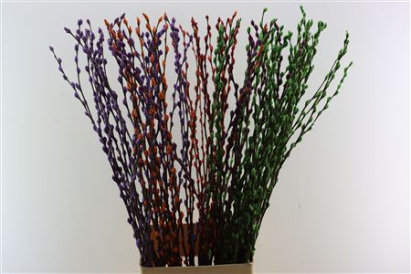 Salix Wilgenkatjes Mixed 120cm