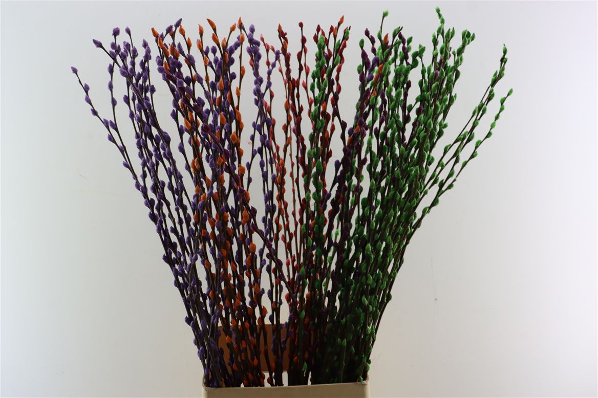 Salix Painted 120cm