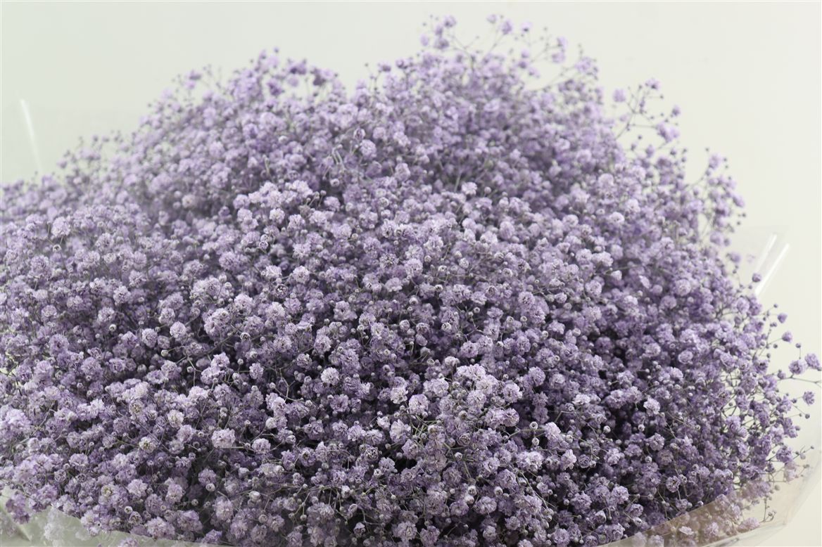 Gypsophila Painted Milka 80cm 30gr.