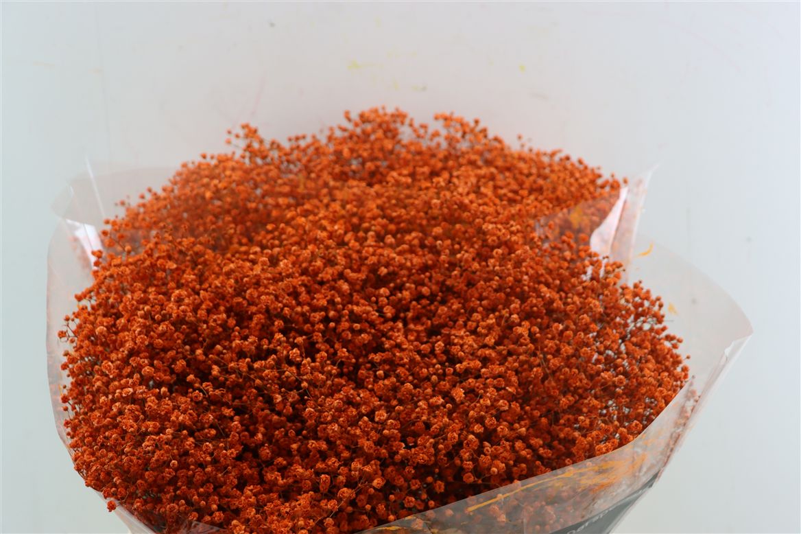 Gypsophila Painted Orange 80cm 30gr.