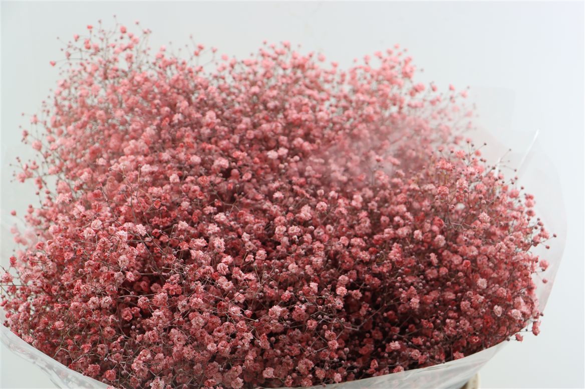 Gypsophila Painted Pink 80cm 30gr.