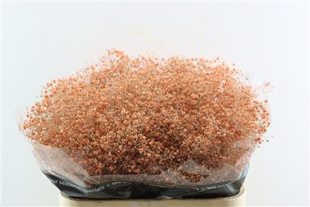 Gyps Grof Salmon (dip)