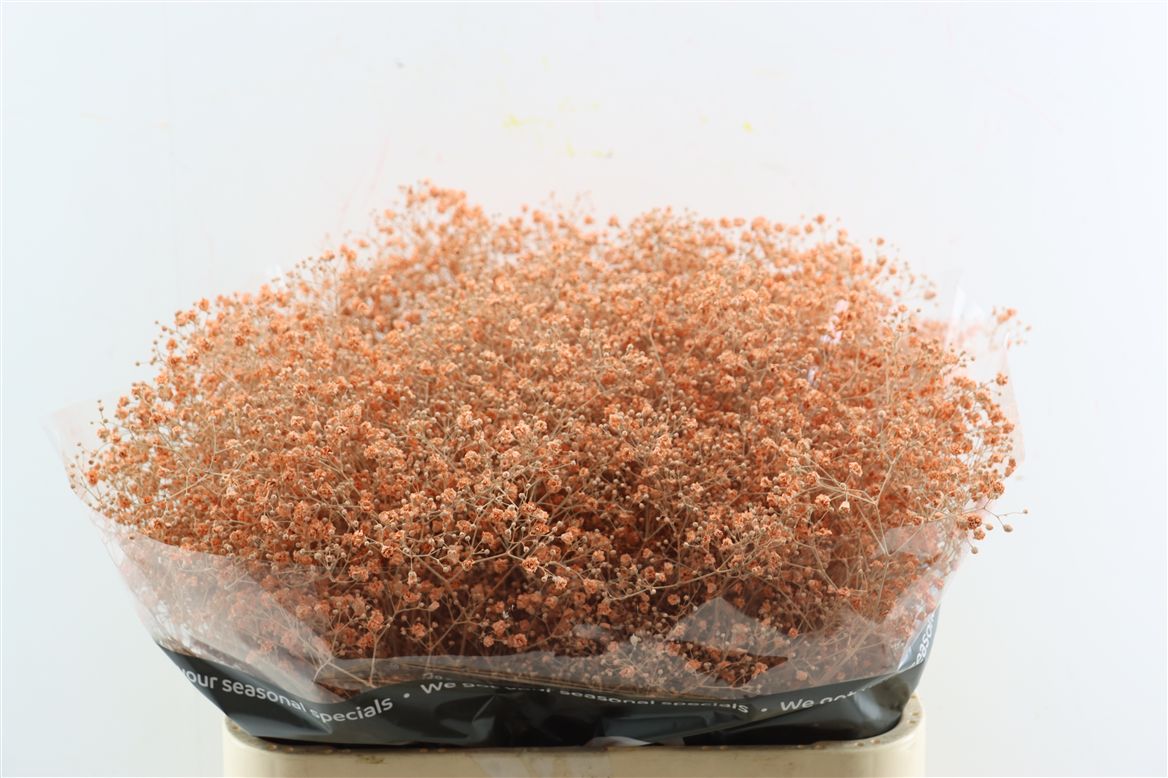 Gypsophila Painted Salmon 80cm 30gr.