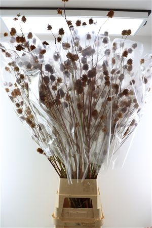 Glycyrrhiza Y Zoethout 150cm P Stem