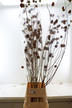 Glycyrrhiza Y Zoethout 200cm P Stem