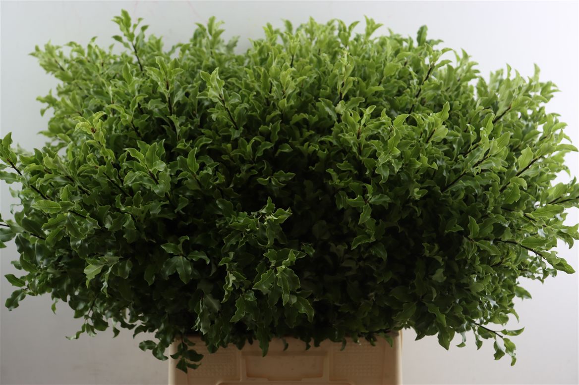 Pittosporum Green 70cm