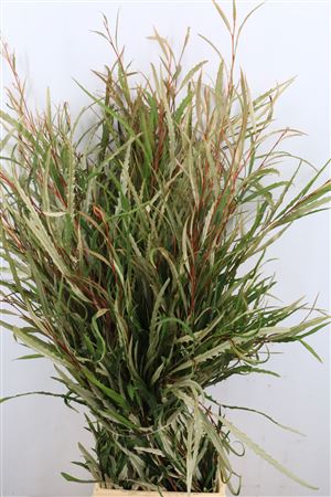 Grevillea Naturel200gr P Bunch