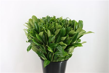 Laurier 55 Cm Per Stem