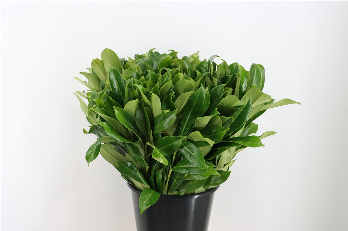Prunus Laurocerasus Leaf 55cm