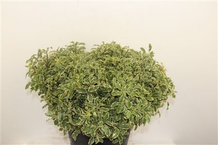 Pitto Nigra 40-45 Cm Per Tak