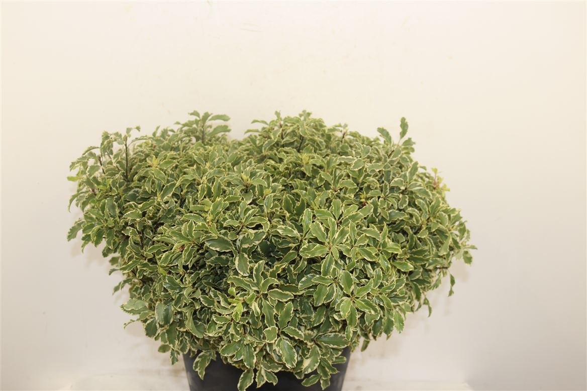 Pittosporum Per Bunch 45cm