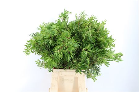 Pistache Hndg 50cm P Bunch