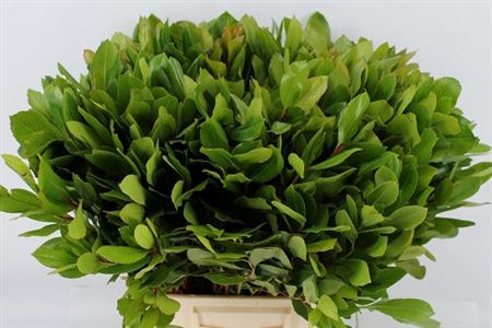 Arbutus Vertakt 55 Cm Per Stem
