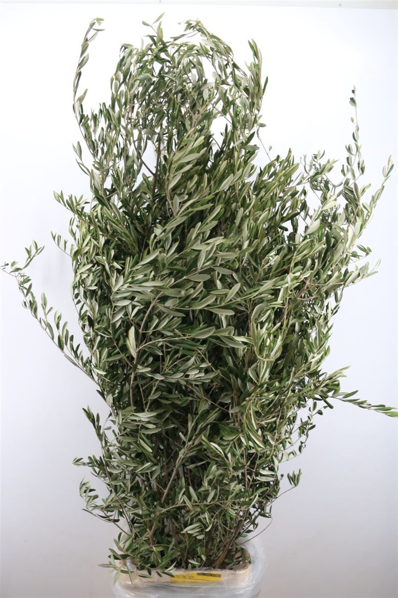 Olea Europaea