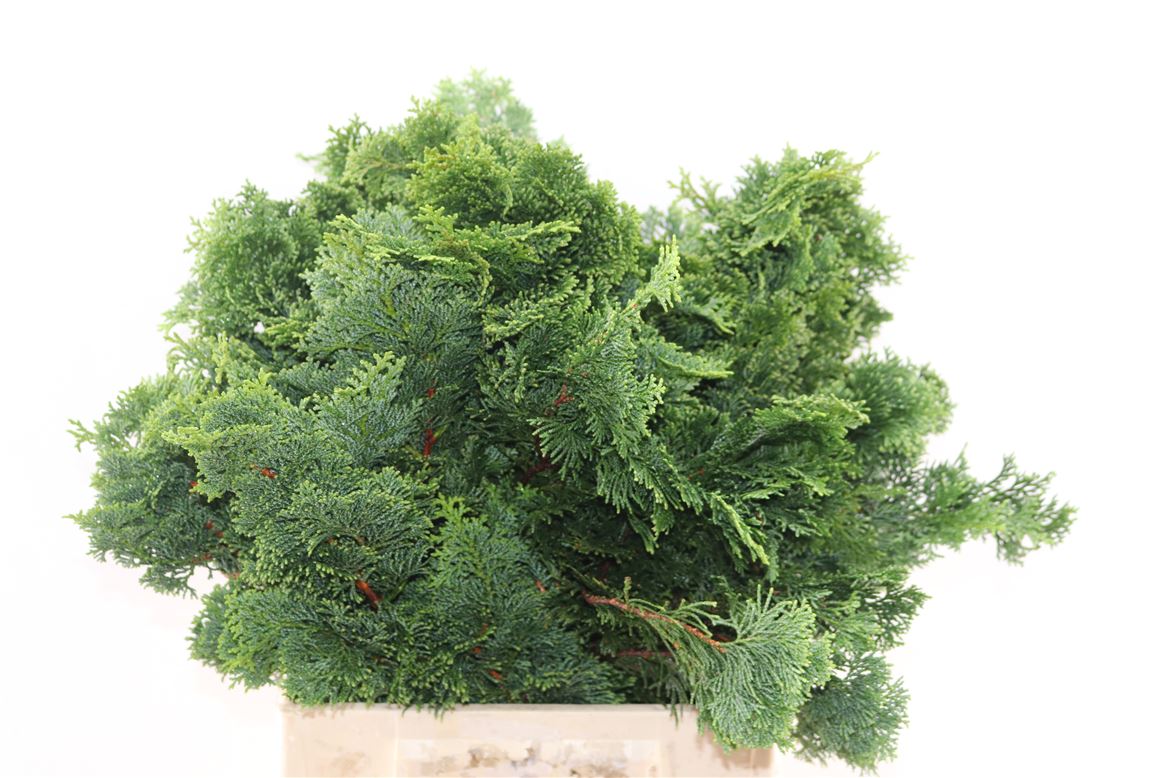 Various Greenery 40cm 2000gram