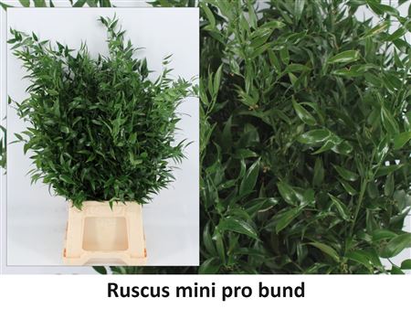 Ruscus Medium 100gr P Bunch