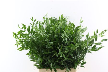 Ruscus Medium 150gr P Bunch