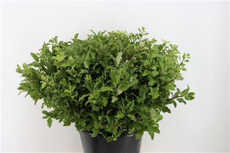 Pitto Groen 52cm P Stem