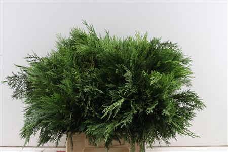 Chamaecyparis Green 45 Cm Pt