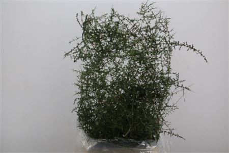 Sprengerie Wild Naturel P Stem