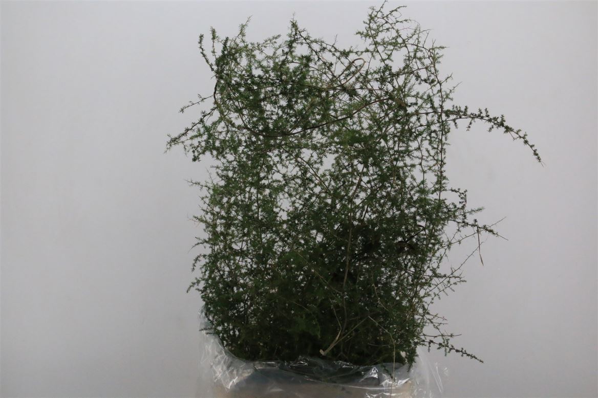 Asparagus Dens Sprengeri 140cm