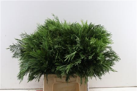 Chamaecyparis Green 55 Cm Pt