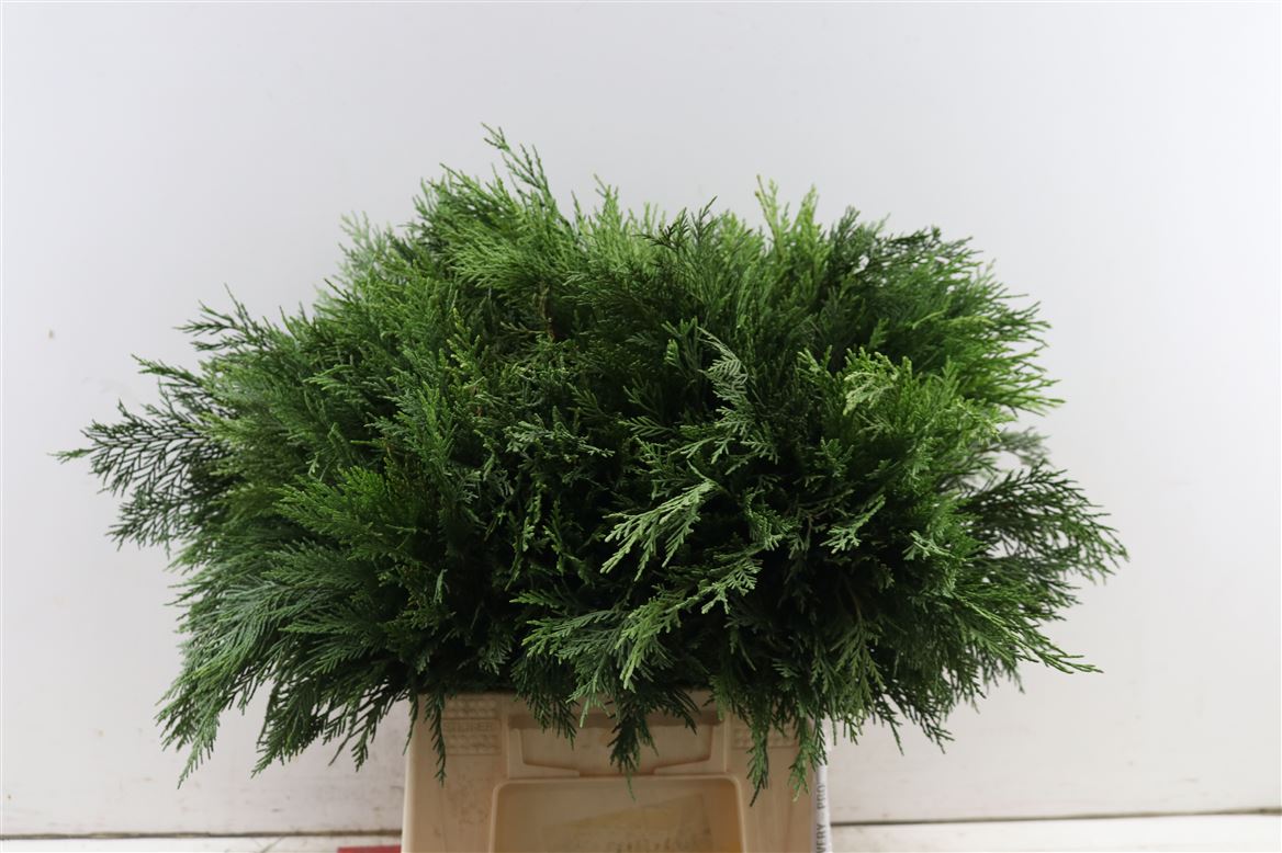 Coniferen Green 55cm