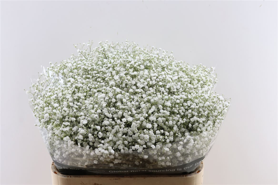 Gypsophila Paniculata Cosmic 80cm 35gr.