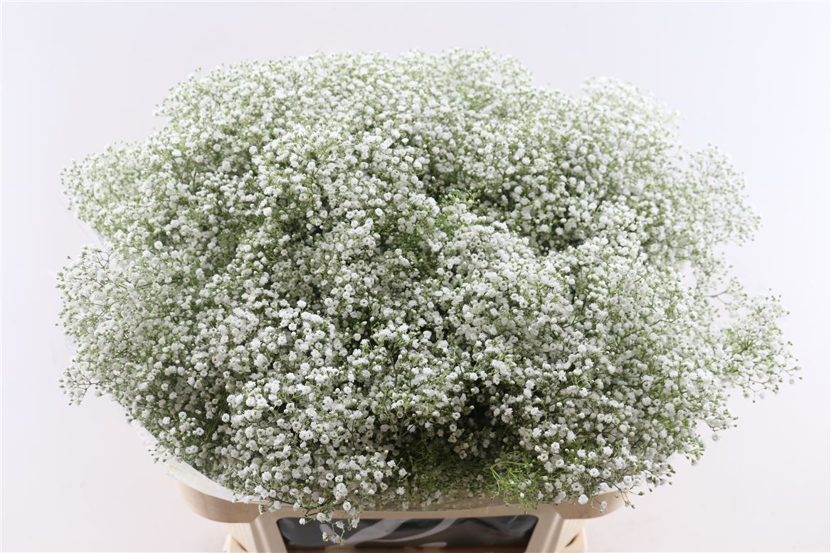 Gypsophila Paniculata Million Stars 80cm 30gr.