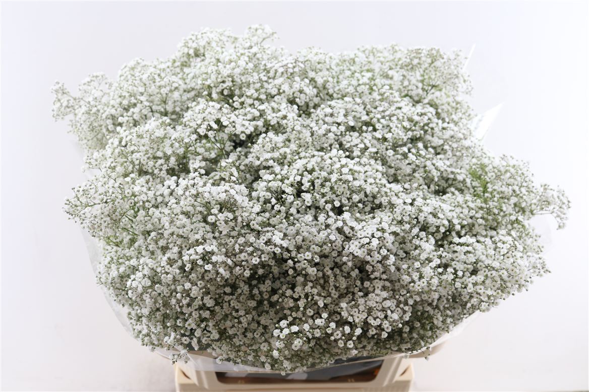 Gypsophila Paniculata Million Stars 80cm 40gr.