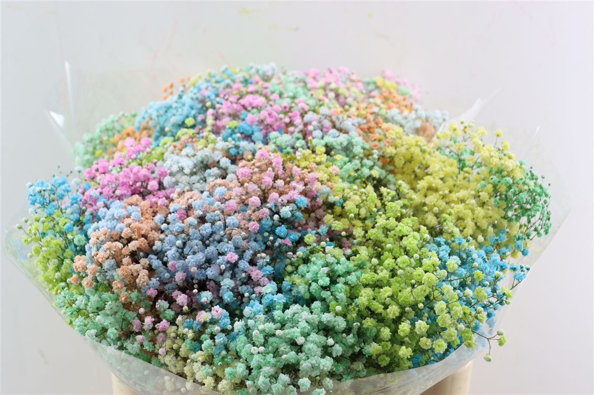 Gypsophila Painted Panic Rainbow Pastel 80cm 40gr.