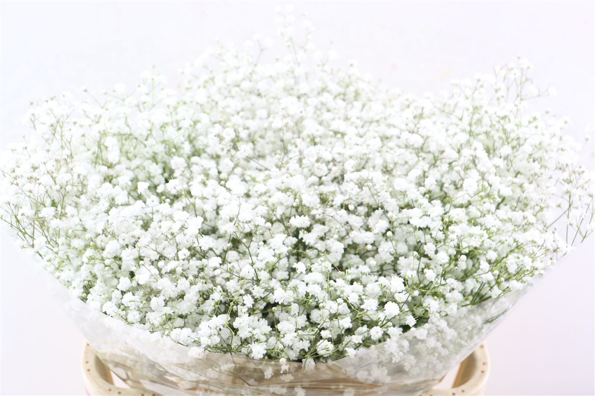 Gypsophila Paniculata Cosmic 80cm 50gr.