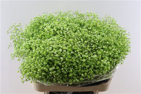 Gyps Pa. Apple Green